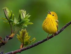 开云体育下载-关键先生哈登助黄蜂轻取魔术，费城遗珠夏洛特闪光