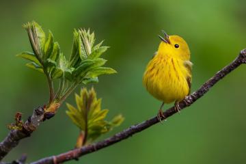 开云体育下载-关键先生哈登助黄蜂轻取魔术，费城遗珠夏洛特闪光