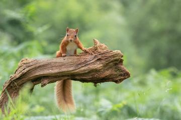 开云体育app-德罗赞教科书级表现独木难支，雷霆节奏掌控力克猛龙