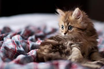 开云APP-恩比德关键先生显神威，活塞一波流击溃勇士夺胜