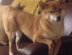 开云体育官方网站-铁幕下的桑巴探戈，阿根廷强压奥地利，莱万成为关键先生