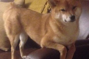 开云体育官方网站-铁幕下的桑巴探戈，阿根廷强压奥地利，莱万成为关键先生