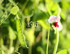 开云APP-横扫与接管，团队奇迹与个人英雄主义的双重奏