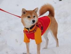 开云体育app-篮球场上的魔术师，拉梅洛·鲍尔如何用得分狂潮击溃广厦防线