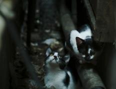 开云体育入口-西班牙争冠战力克埃及，马丁内利在意甲焦点战接管比赛