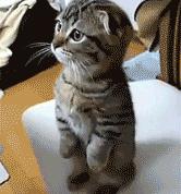 开云体育登录-从沉寂到救赎，阿坎吉压力下的惊天爆发照亮波兰与拉齐奥之战