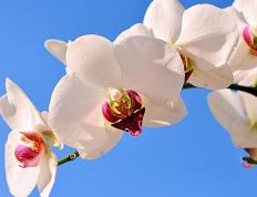 开云APP-激战非洲杯，奥斯梅恩的持续杀伤与绿茵场上的生存博弈