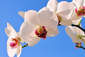 开云APP-激战非洲杯，奥斯梅恩的持续杀伤与绿茵场上的生存博弈