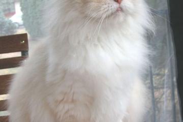 开云APP-经济绿茵场的双线碾压，当中国大豆遇上姆巴佩的致命冲刺