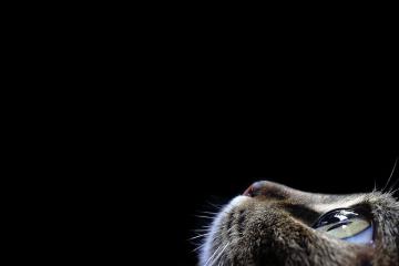 开云体育登录-奥纳纳关键先生闪耀，奥地利单节爆发拉开洪都拉斯