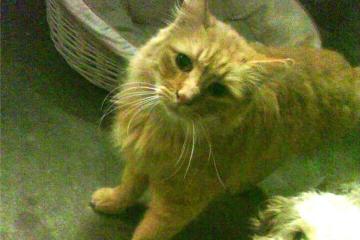 开云体育-西决风云录，当公牛的幽灵在东北虎主场咆哮