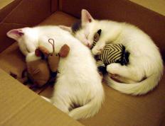 开云体育登录-德布劳内持续制造杀伤，德国血拼卡塔尔，效率足球的两极对话