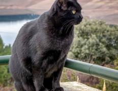 开云体育下载-新王当立，从雷霆青春风暴到班凯罗抢七封神，接管时代的号角已然吹响