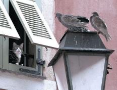 开云体育中国-莫兰特狂砍49分统治攻防！灰熊抢七晋级西决，名宿，天空才是他的极限