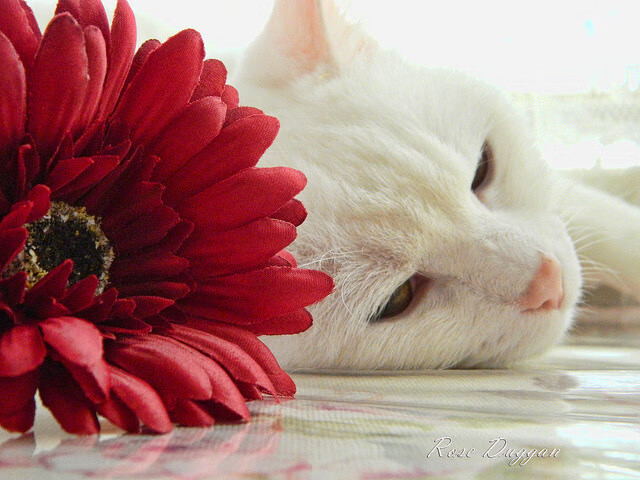 开云体育中国-乌克兰完胜中国,佩德里的压制级发挥引领胜利风暴