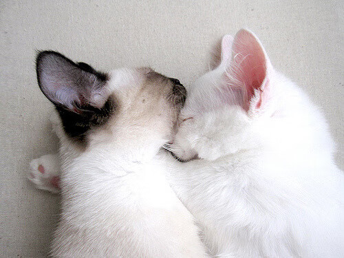 开云下载-深圳队血拼独行侠，利拉德关键先生定胜局