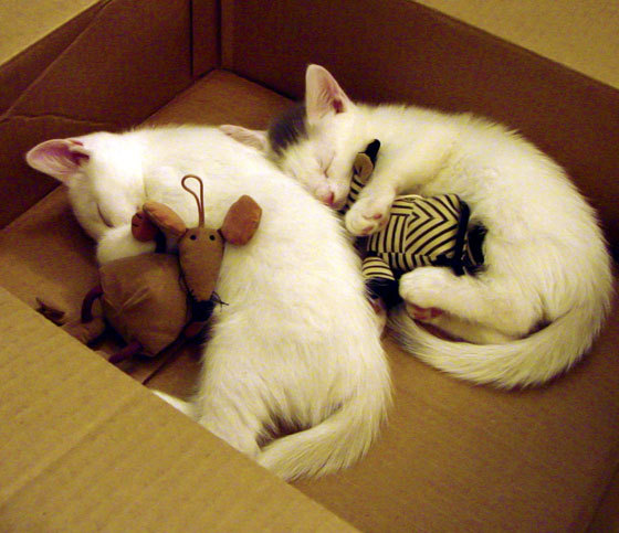 开云体育登录-德布劳内持续制造杀伤，德国血拼卡塔尔，效率足球的两极对话