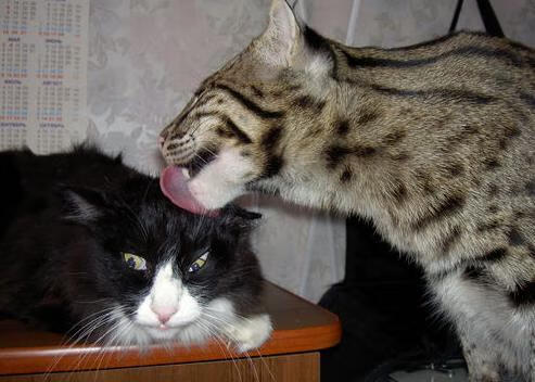 开云体育app-当希腊怪兽遭遇东方巨龙,慈善夜上海队如何用智慧捆住76人的翅膀