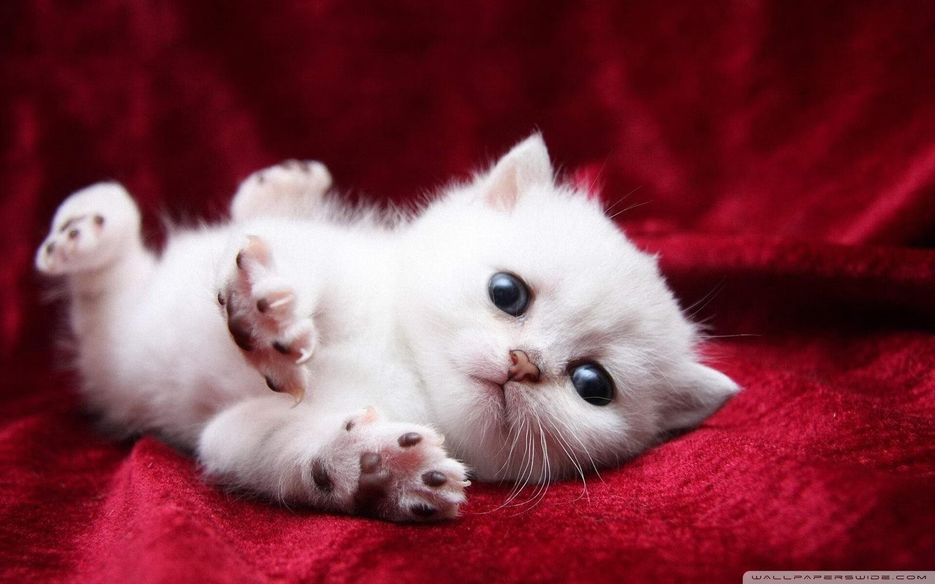 开云体育-2026世界杯之夜，曼努埃尔·阿坎吉的防守艺术统治舞台