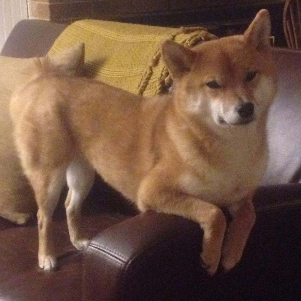 开云体育官方网站-铁幕下的桑巴探戈,阿根廷强压奥地利,莱万成为关键先生