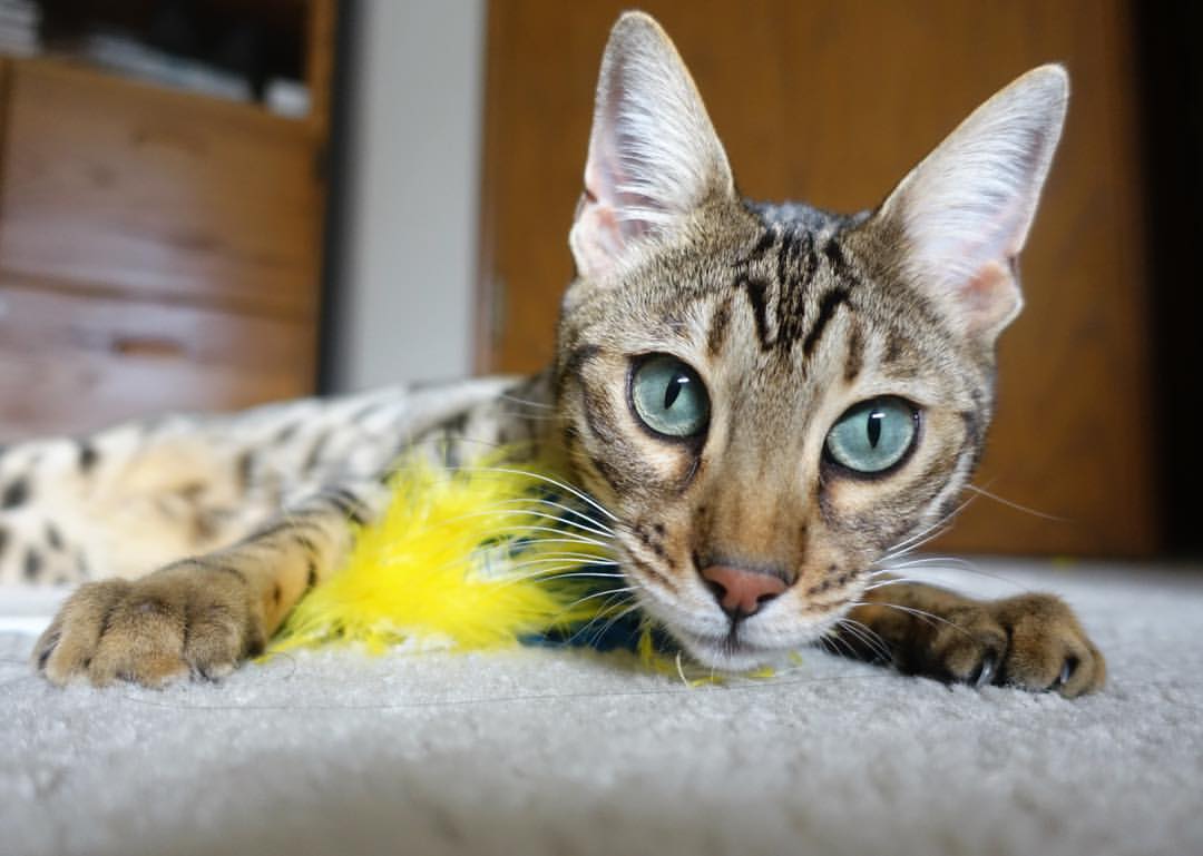 开云体育官网-夜战美加墨，基米希的航海图与日耳曼战舰的破晓