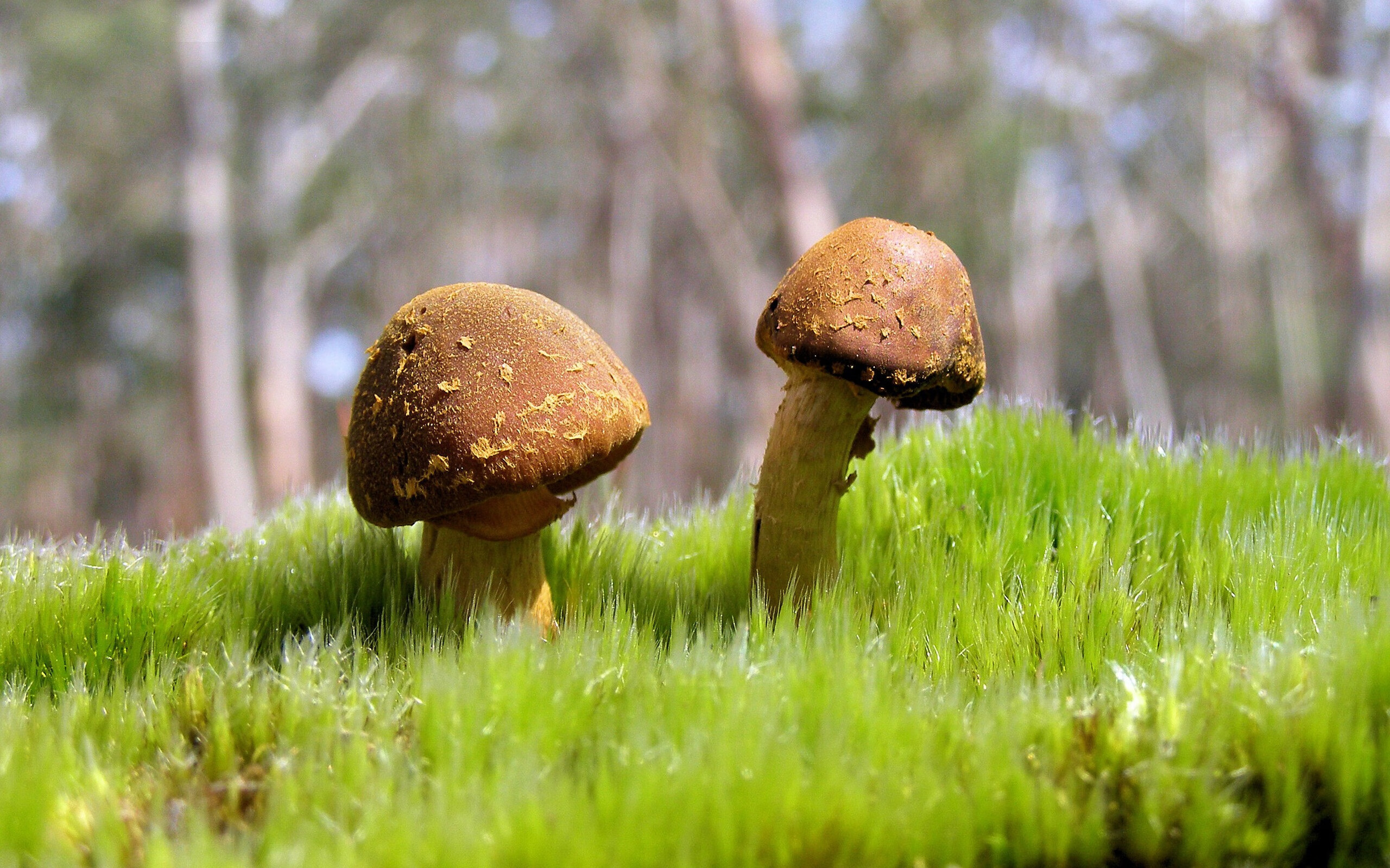 开云体育登录-双星闪耀夜,福克斯的狂飙与费城的浪潮