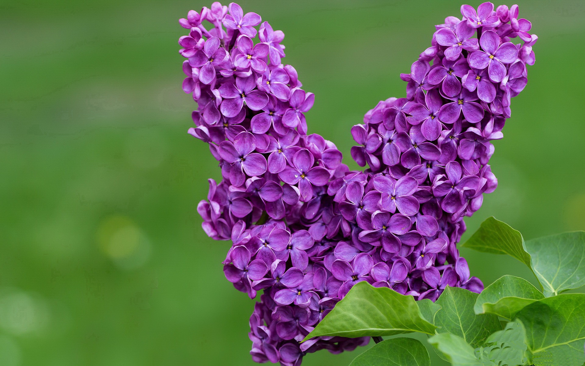 开云体育入口-当广东遭遇尼克斯,英格拉姆以存在感编织的篮球文化对话