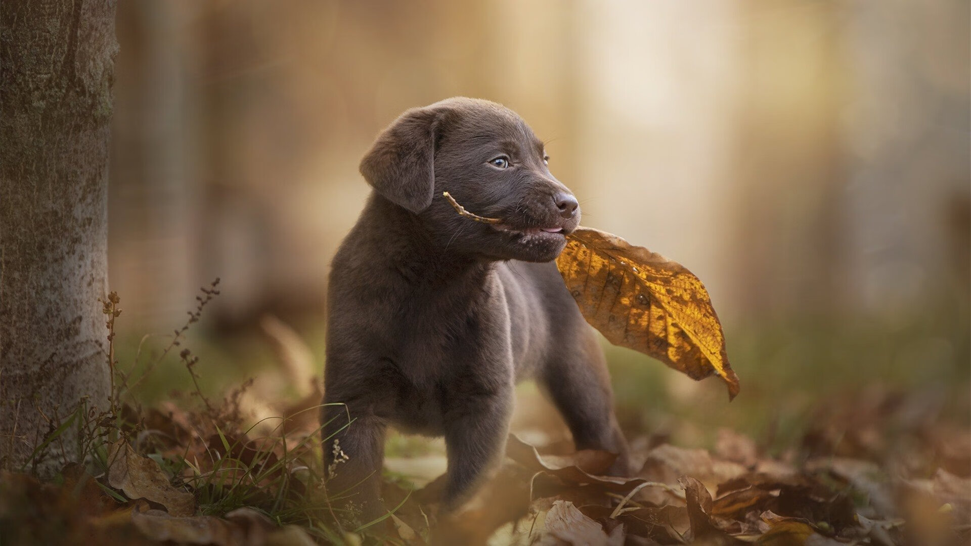 开云体育官方网站-哈登末节关键先生定乾坤,掘金险胜独行侠迎关键胜利