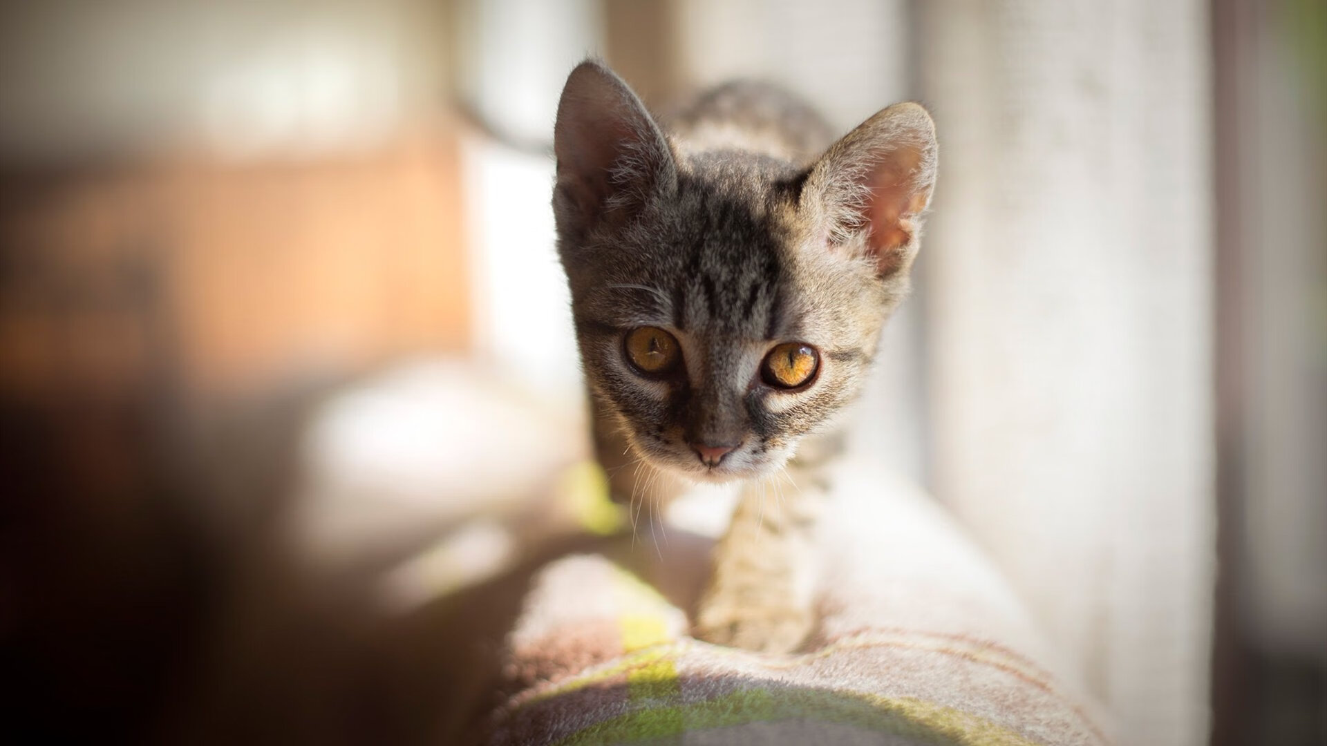 开云体育官方网站-孤胆英雄！保罗扛起全队，开拓者险胜尼克斯