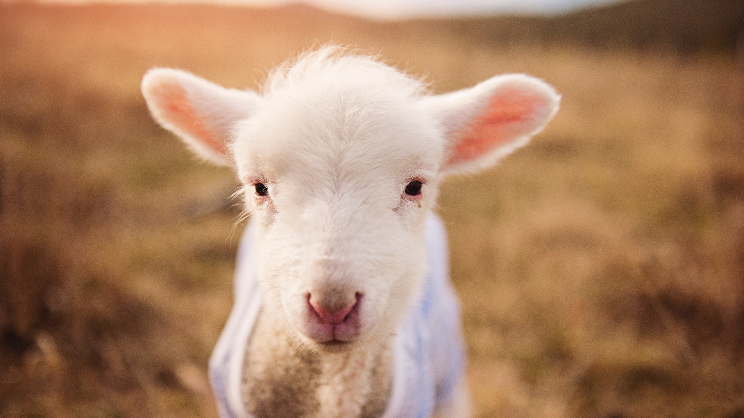 开云体育中国-当莫兰特闪耀西甲,体育世界的边界正在消融