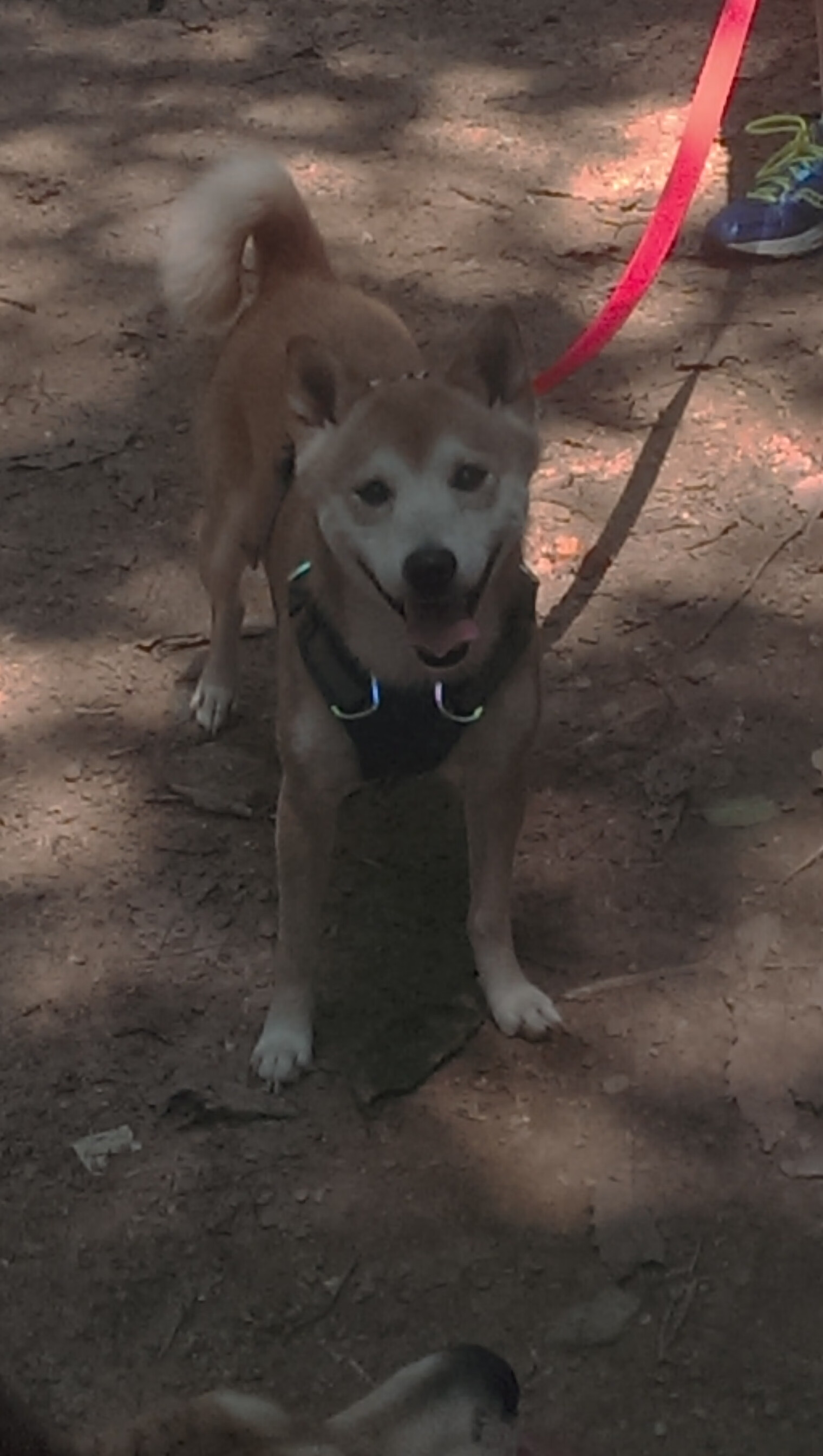 开云体育在线-欧冠淘汰赛焦点战，摩洛哥劲旅完胜安哥拉对手，展现非洲足球新格局