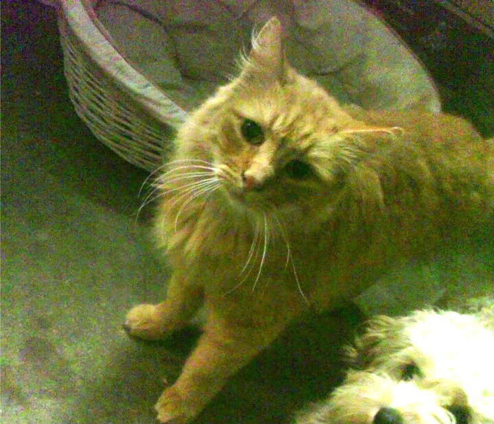 开云体育-西决风云录，当公牛的幽灵在东北虎主场咆哮