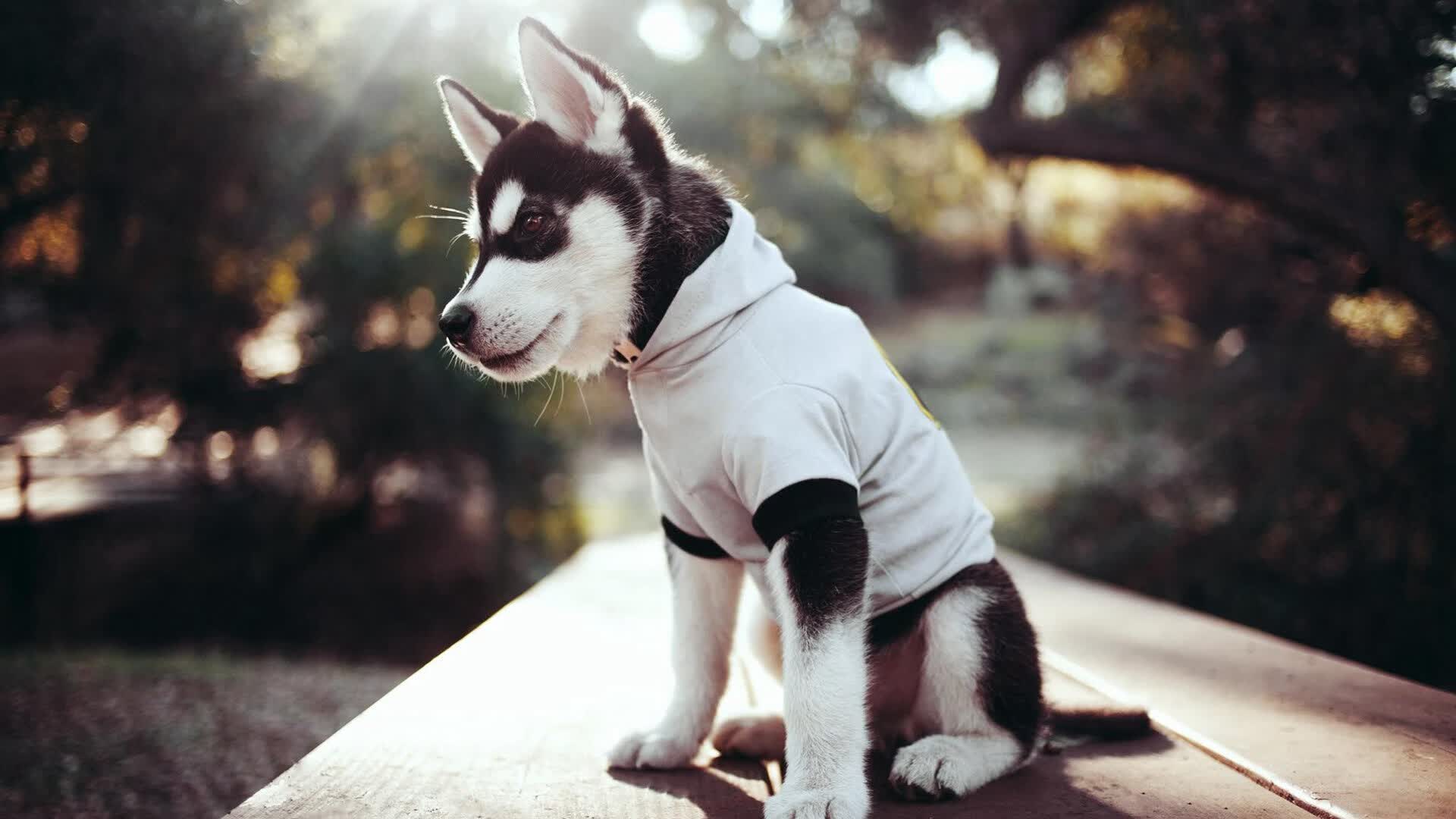 开云体育下载-擎天一柱!戈贝尔用钢铁防线回应所有质疑