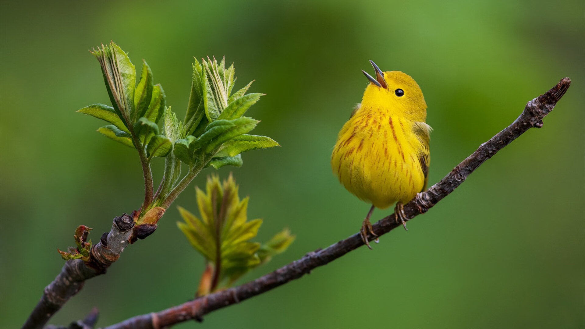 开云体育app-迪巴拉高光与哥斯达黎加童话，草根魂与艺术足球的双重奏